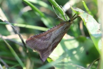 <i>Synaphe punctalis</i>