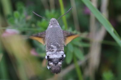 Moro-Sphinx 