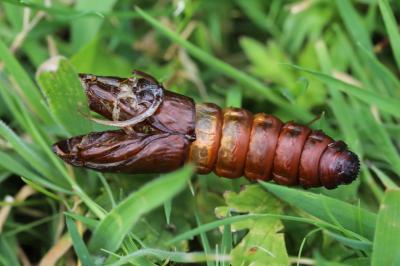 Cossus gâte-bois 