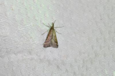 <i>Synaphe punctalis</i>