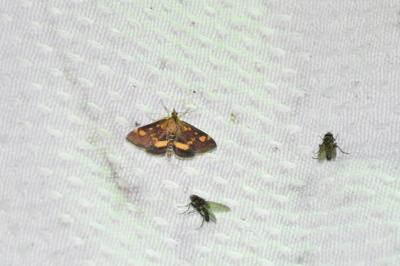 <i>Pyrausta aurata</i>