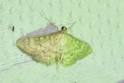 <i>Patania ruralis</i>