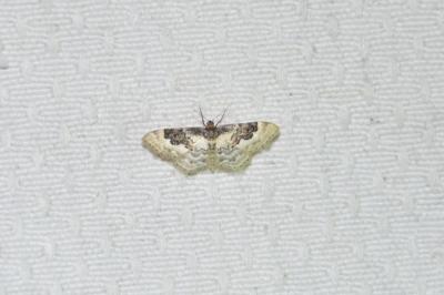 Acidalie campagnarde 