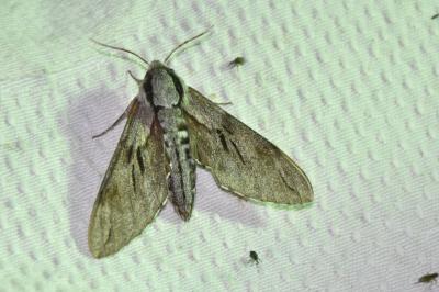 <i>Hyloicus pinastri</i>