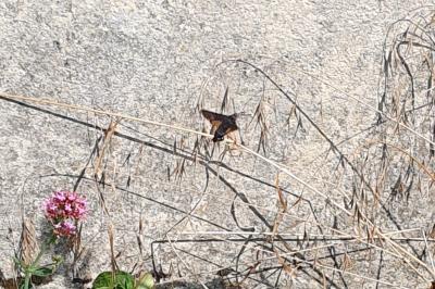 Moro-Sphinx 