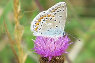 Azuré de la Bugrane 