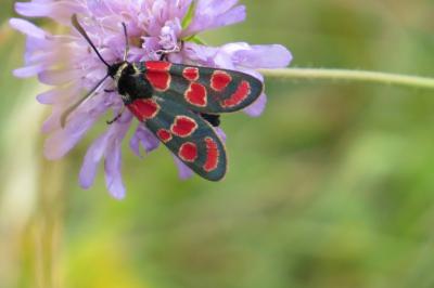 Zygène du Sainfoin 