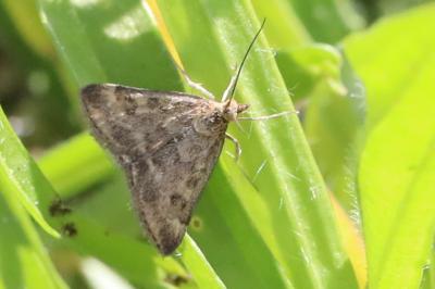 <i>Pyrausta despicata</i>