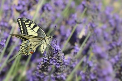 Machaon 
