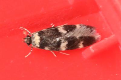 <i>Oegoconia</i>
