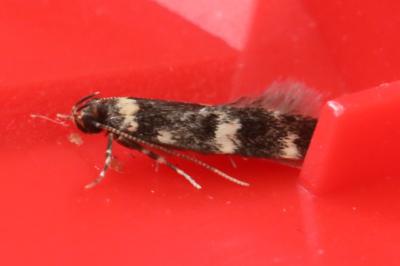 <i>Oegoconia</i>