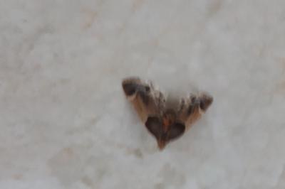 <i>Pyralis farinalis</i>
