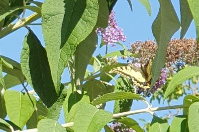 Machaon 