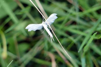 <i>Pterophorus pentadactylus</i>