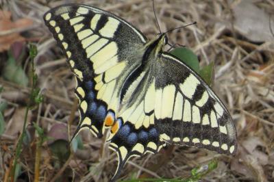 Machaon 