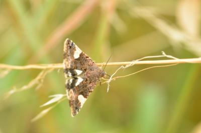 Noctuelle en deuil 
