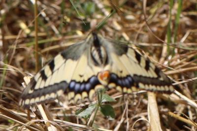 Machaon 