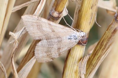 <i>Aplocera efformata/plagiata</i>