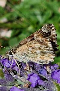 <i>Carcharodus alceae alceae</i>