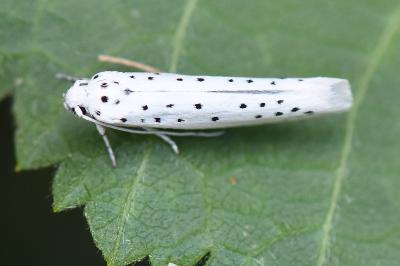 <i>Yponomeuta</i>