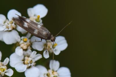 <i>Scythris scopolella</i>