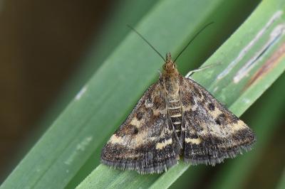 <i>Pyrausta despicata</i>