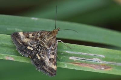 <i>Pyrausta despicata</i>