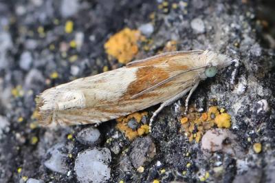 <i>Eucosma</i>