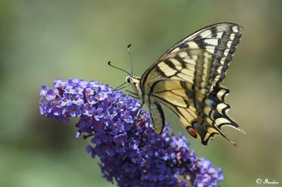 Machaon 