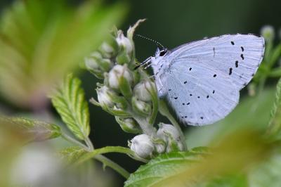 Azuré des Nerpruns 