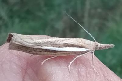 <i>Agriphila tristella</i>