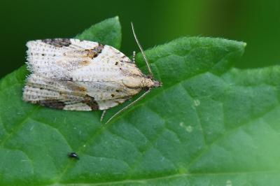 <i>Clepsis spectrana</i>