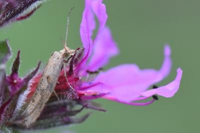 <i>Plutella xylostella</i>