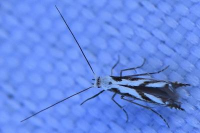 <i>Lyonetia prunifoliella</i>