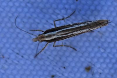 <i>Ypsolopha ustella</i>