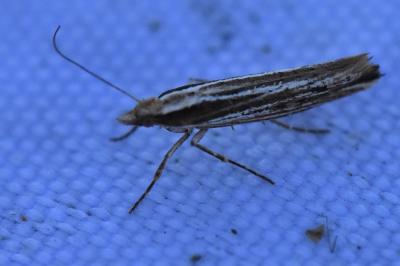 <i>Ypsolopha ustella</i>