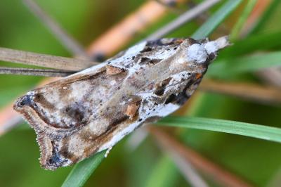<i>Acleris cristana</i>