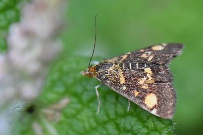 <i>Pyrausta aurata</i>
