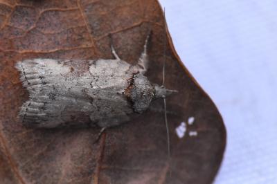 Sarrothripe de Revay 