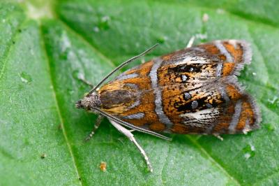 <i>Olethreutes arcuella</i>