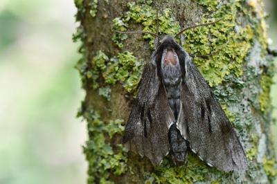 <i>Hyloicus pinastri</i>