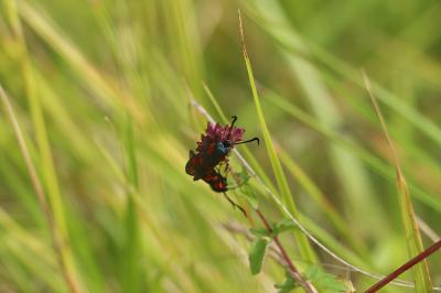 <i>Zygaena</i>