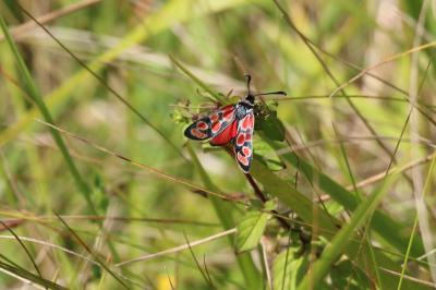 Zygène du Sainfoin 