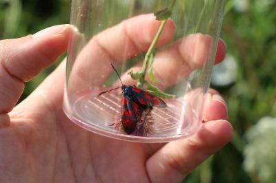 <i>Zygaena</i>