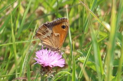 Amaryllis 
