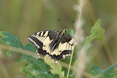 Machaon 