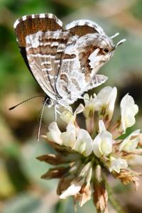 Brun du pélargonium 