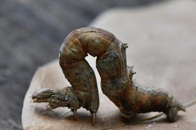 Ennomos illunaire 