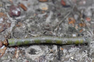 Biston betularia
