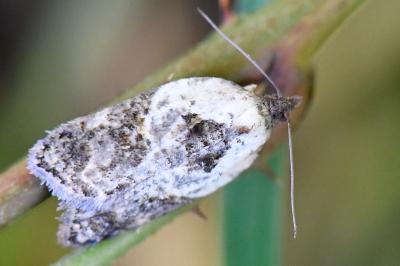 <i>Acleris variegana</i>